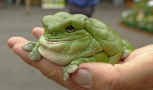 uglyfrog